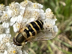 Syrphus