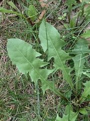 Taraxacum officinale