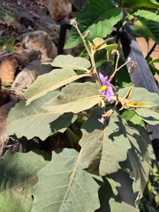 Solanum campylacanthum
