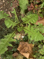Taraxacum officinale