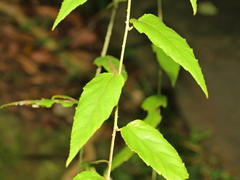 Rubus swinhoei