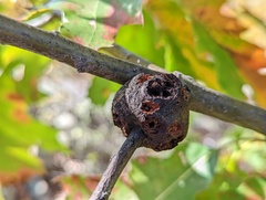 Callirhytis quercuspunctata