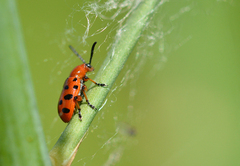 Crioceris duodecimpunctata