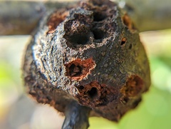 Callirhytis quercuspunctata