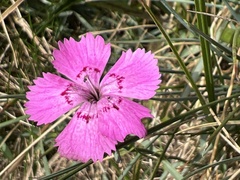 Dianthus seguieri