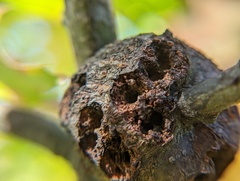 Callirhytis quercuspunctata