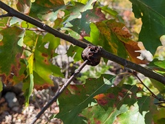 Callirhytis quercuspunctata