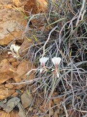 Pelargonium tetragonum
