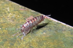 Talitridae