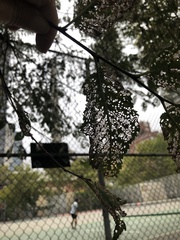 Xanthogaleruca luteola