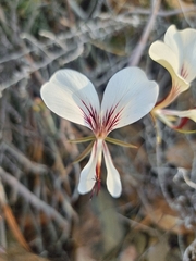 Pelargonium tetragonum