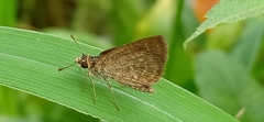 Aeromachus pygmaeus
