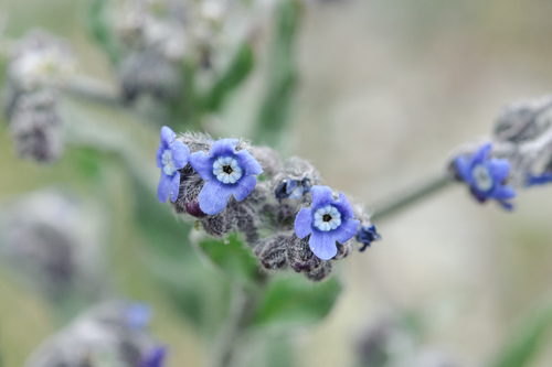 Cynoglossum alpestre (Cynoglossum alpestre)