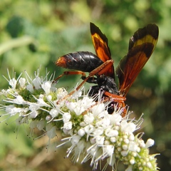 Hemipepsis mauritanica