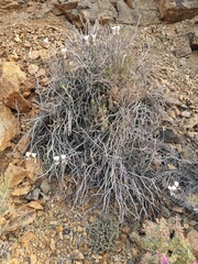 Pelargonium tetragonum