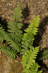 Polypodium