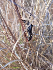 Petascelis remipes