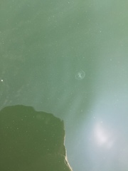 Craspedacusta sowerbii