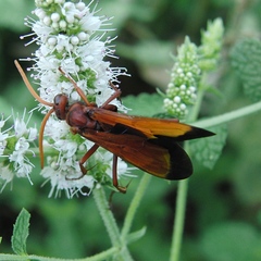 Hemipepsis mauritanica