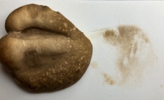 Xanthoconium affine maculosus