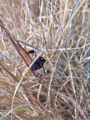 Petascelis remipes