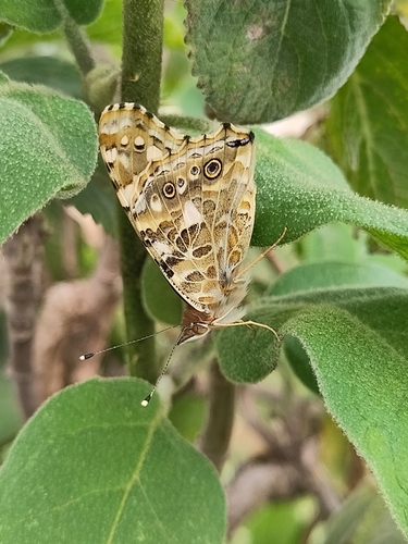 Painted Lady