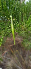 Macynia labiata
