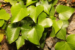 Hedera colchica