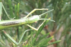 Macynia labiata