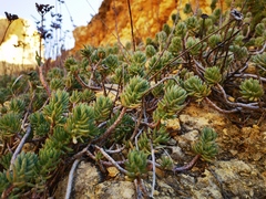 Petrosedum sediforme