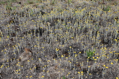 Helichrysum aureonitens
