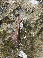 Hermodice carunculata