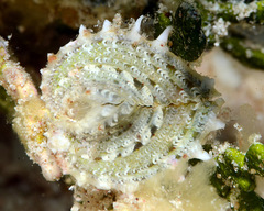 Corculum cardissa