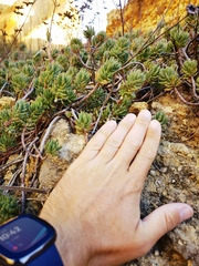 Petrosedum sediforme
