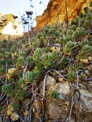 Petrosedum sediforme