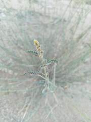 Hoffmannseggia microphylla