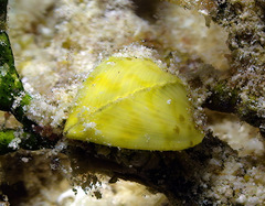 Corculum cardissa