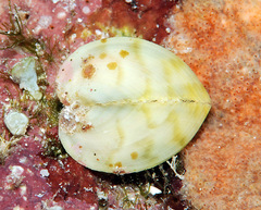 Corculum cardissa
