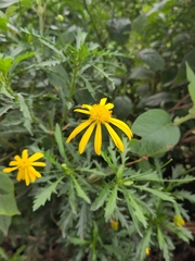 Euryops chrysanthemoides