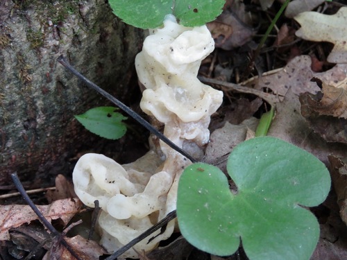 Sebacina reticulata image