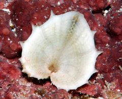Corculum cardissa