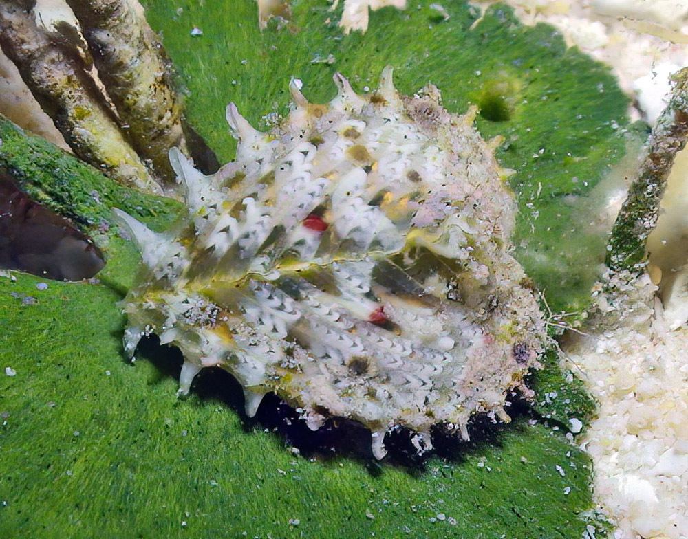 Heart Cockle from Kwajalein Atoll, RMI on August 15, 2011 by uwkwaj ...