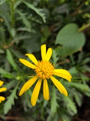 Euryops chrysanthemoides