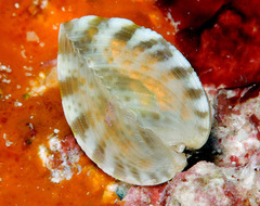 Corculum cardissa
