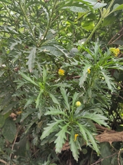 Euryops chrysanthemoides