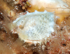 Corculum cardissa