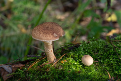 Armillaria gallica