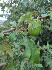 Leptostemonum