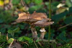 Armillaria gallica