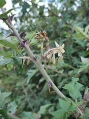 Leptostemonum